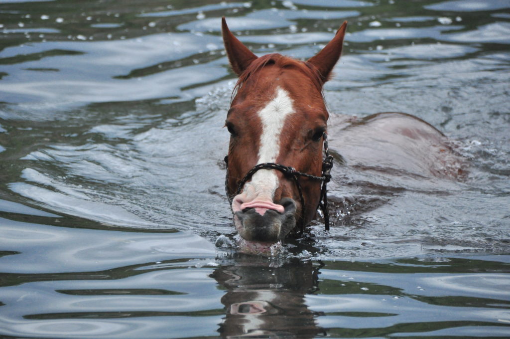 Mit dem Schweiß verliert das Pferd Wasser & Elektrolyte