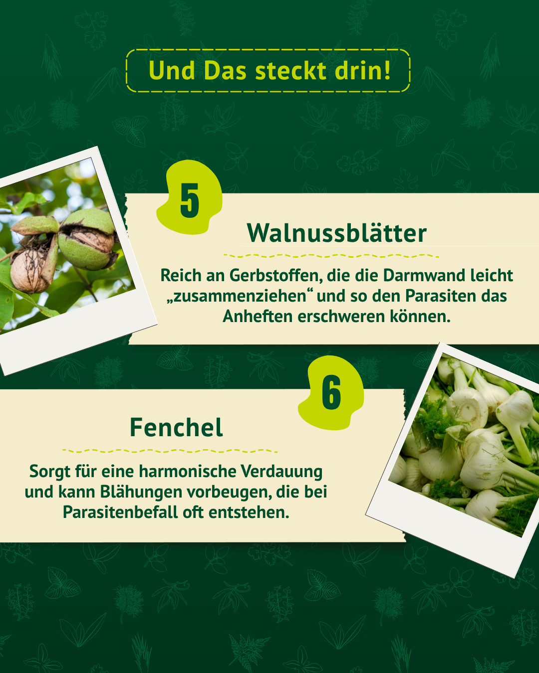 Wurmkräuter Mischung mit Walnussblättern und Fenchel zur Unterstützung der Verdauung