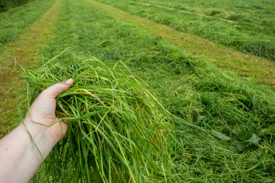Grasernte auf einem Feld Eine Hand hält eine große Menge frisches, grünes Gras über einem Feld mit gemähtem Gras.