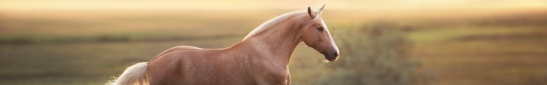 Braunes Pferd in der Natur Ein braunes Pferd läuft in einer weiten, grünen Landschaft bei Sonnenuntergang.