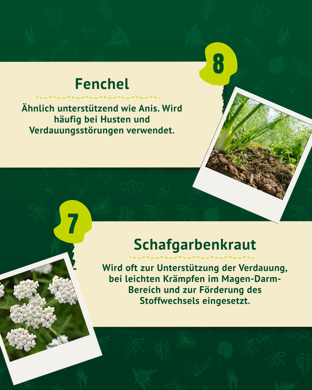 Nahaufnahme von Fenchel mit grünen Blättern und Erde sowie Schafgarbenkraut mit weißen Blüten auf grünem Hintergrund mit Text zu deren Verwendung bei Verdauungsbeschwerden.