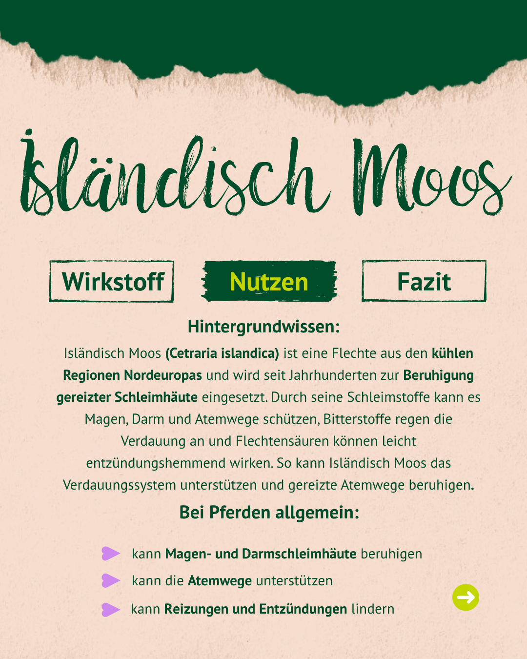 Textseite mit Informationen zu isländischem Moos, seiner Wirkung auf Magen, Darm und Atemwege sowie allgemeinen Vorteilen für Pferde.