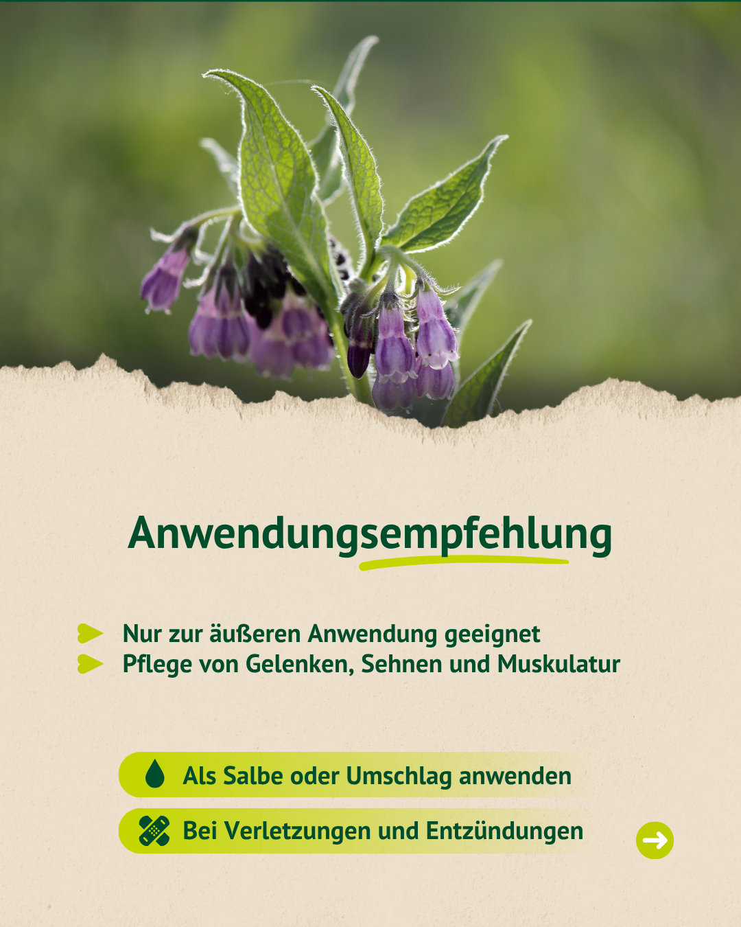 Infografik zur Anwendungsempfehlung von Beinwellwurzel, nur zur äußeren Anwendung für Gelenke, Sehnen und Muskulatur.