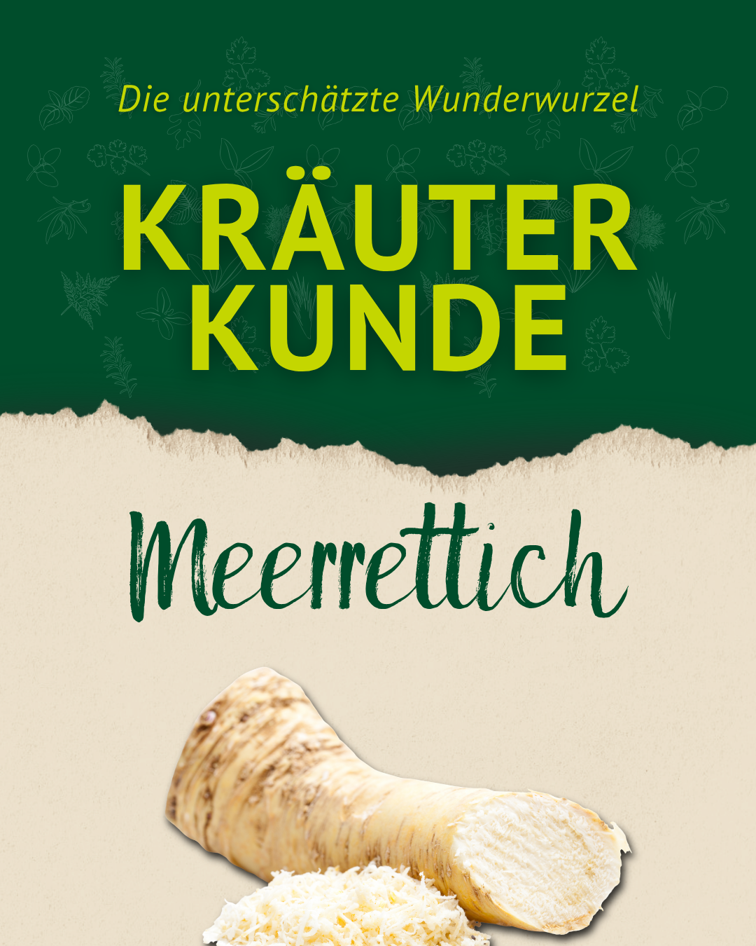 Kräuterkunde Meerrettich Titelbild mit frischer Wurzel – natürliche Unterstützung für dein Pferd