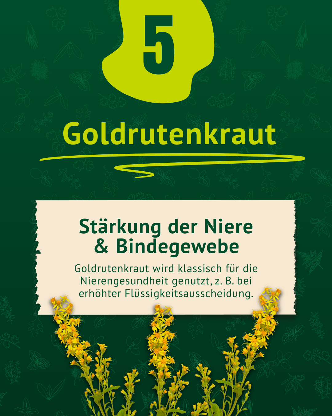 Beschreibung Goldenrutenkraut inkl. Foto der Goldrute