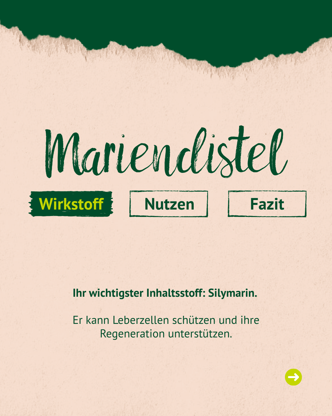 Beschreibung Mariendistel Wirkstoff Beschreibung Mariendistel Wirkstoff