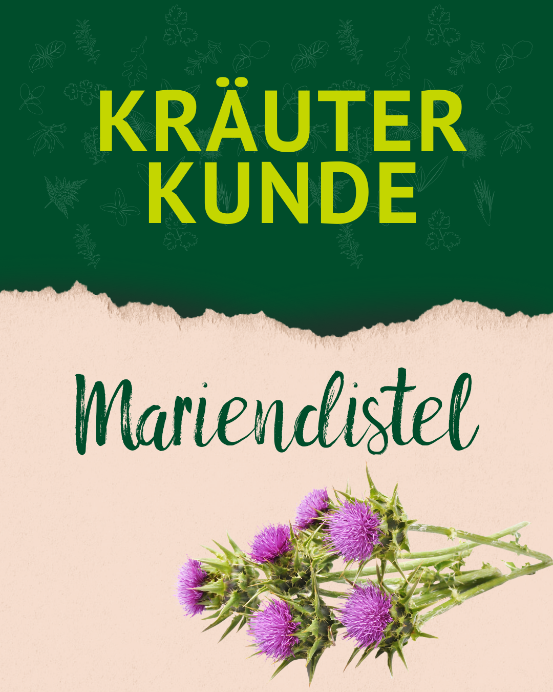 Bild mit Schrift Mariendistel und Foto Bild mit Schrift Mariendistel und Foto