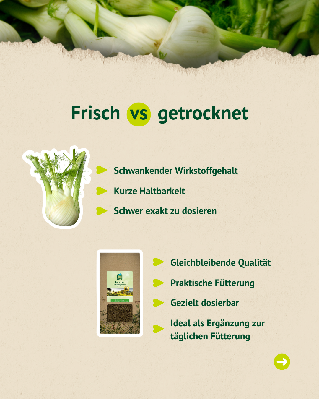 Frischer vs getrockneter Fenchel für Pferde – Vorteile in Fütterung und Dosierung