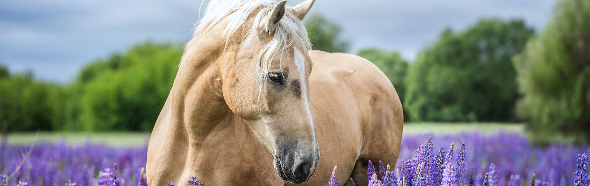 LEXA-zusatzfutter-pferd-lavendelfeld LEXA-zusatzfutter-pferd-lavendelfeld