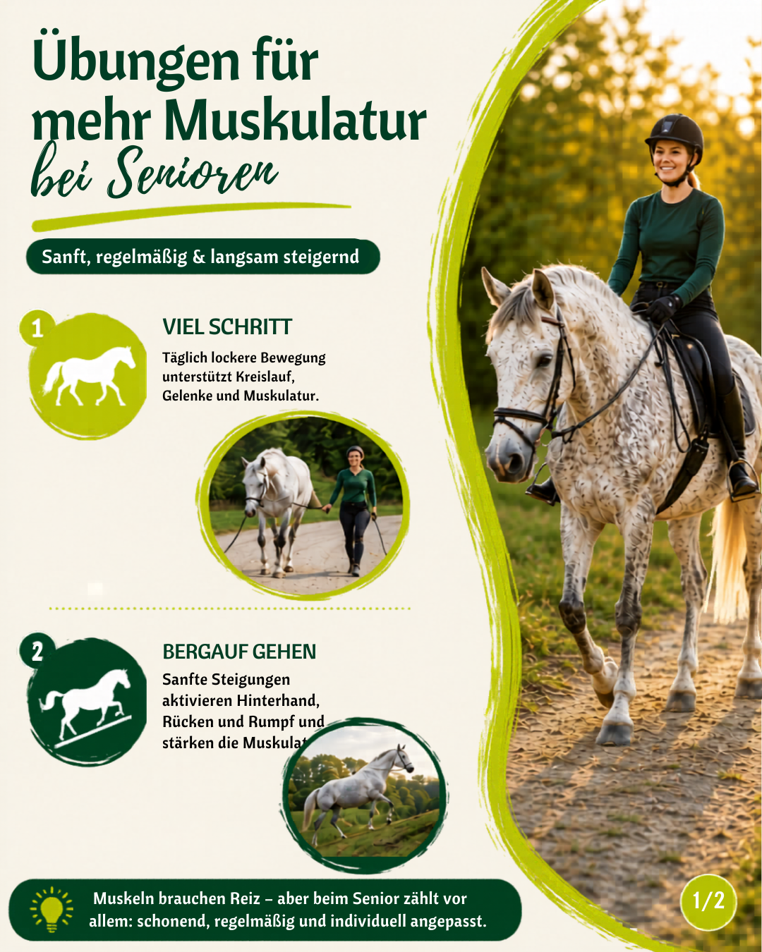 Übungen für mehr Muskulatur beim Senior-Pferd