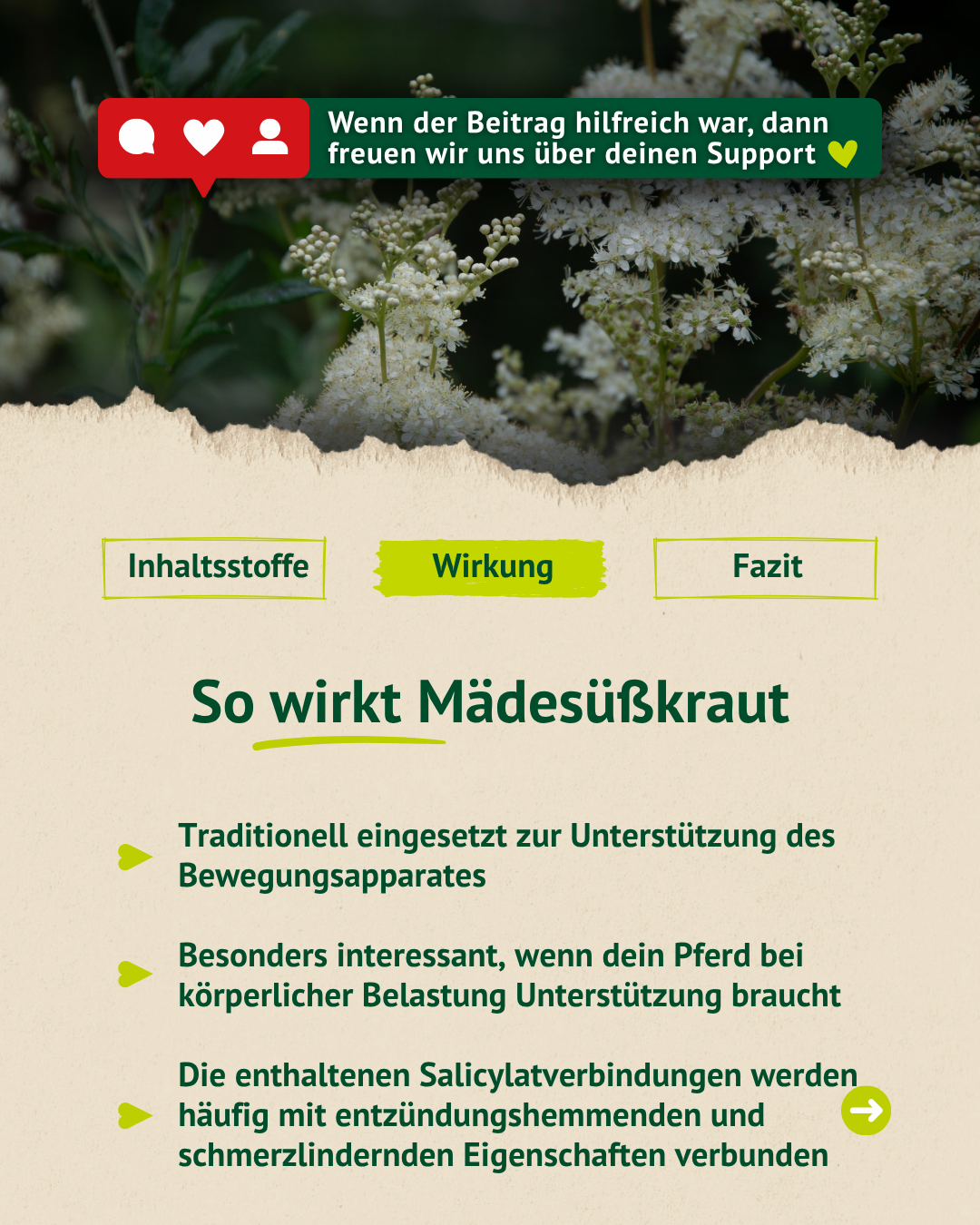 Infografik zur Wirkung von Mädesüßkraut mit weiß blühender Pflanze im Hintergrund und Stichpunkten zur Unterstützung des Bewegungsapparates.