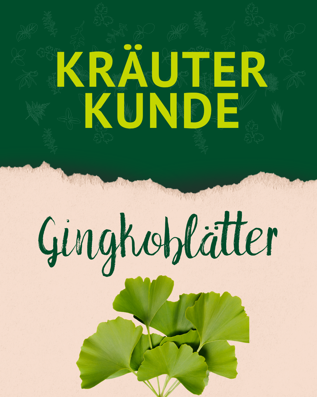 Titelfolie "Kräuterkunde: Ginkgoblätter" mit einer Abbildung von Ginkgo-Blättern.