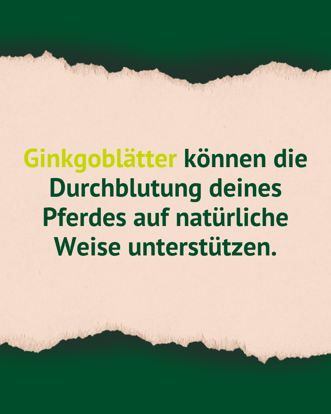 Ginkgoblätter können die Durchblutung deines Pferdes auf natürliche Weise unterstützen.
