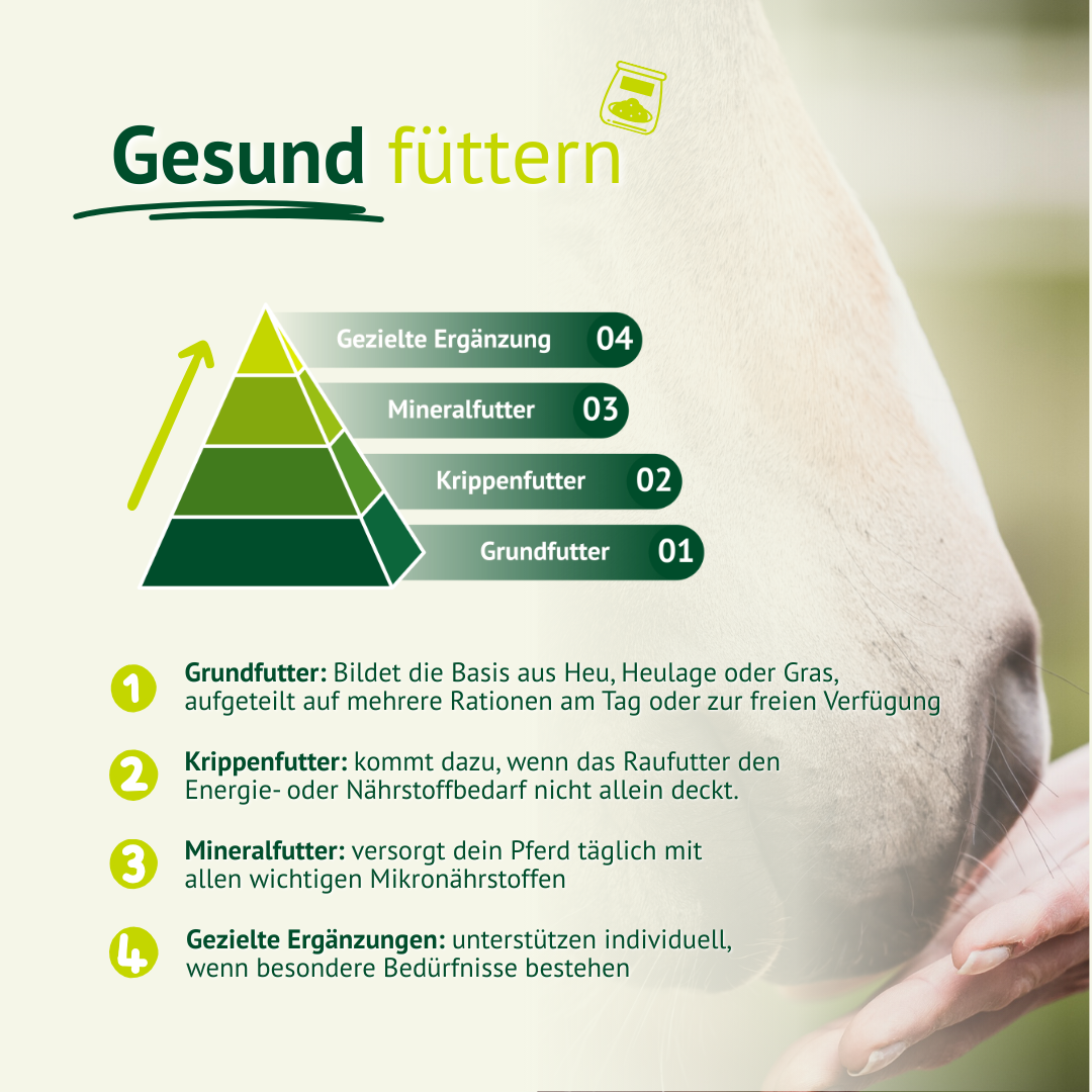 Gesund füttern – Futterpyramide für Pferde mit Grundfutter, Krippenfutter, Mineralfutter und gezielter Ergänzung