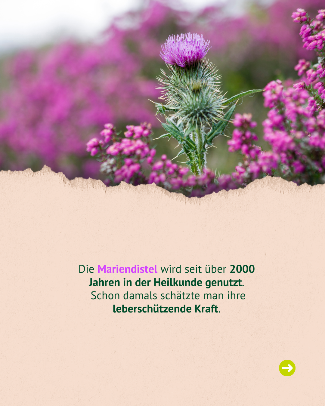 Bild mit Mariendistel Bild mit Mariendistel