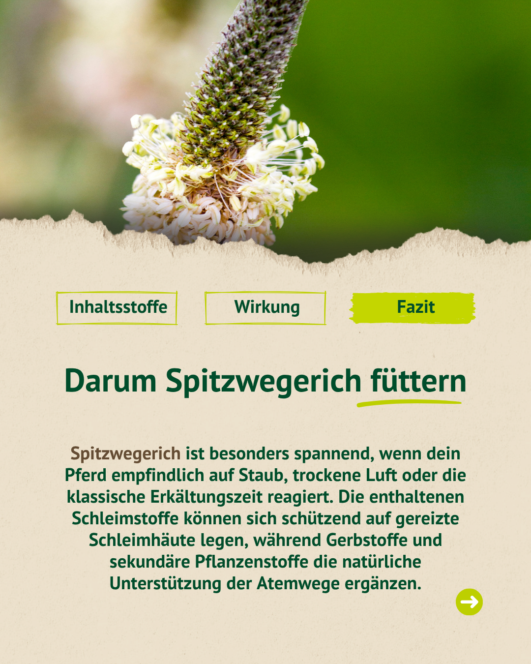 Detailgrafik zur Fütterung von Spitzwegerich bei Pferden mit Erklärung der unterstützenden Eigenschaften für die Atemwege.