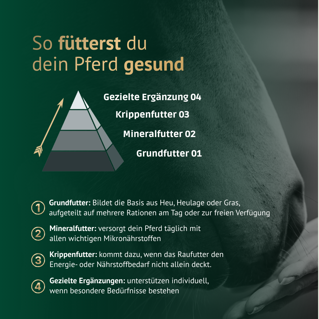 Infografik zur gesunden Pferdefütterung mit Grundfutter, Mineralfutter, Krippenfutter und gezielten Ergänzungen
