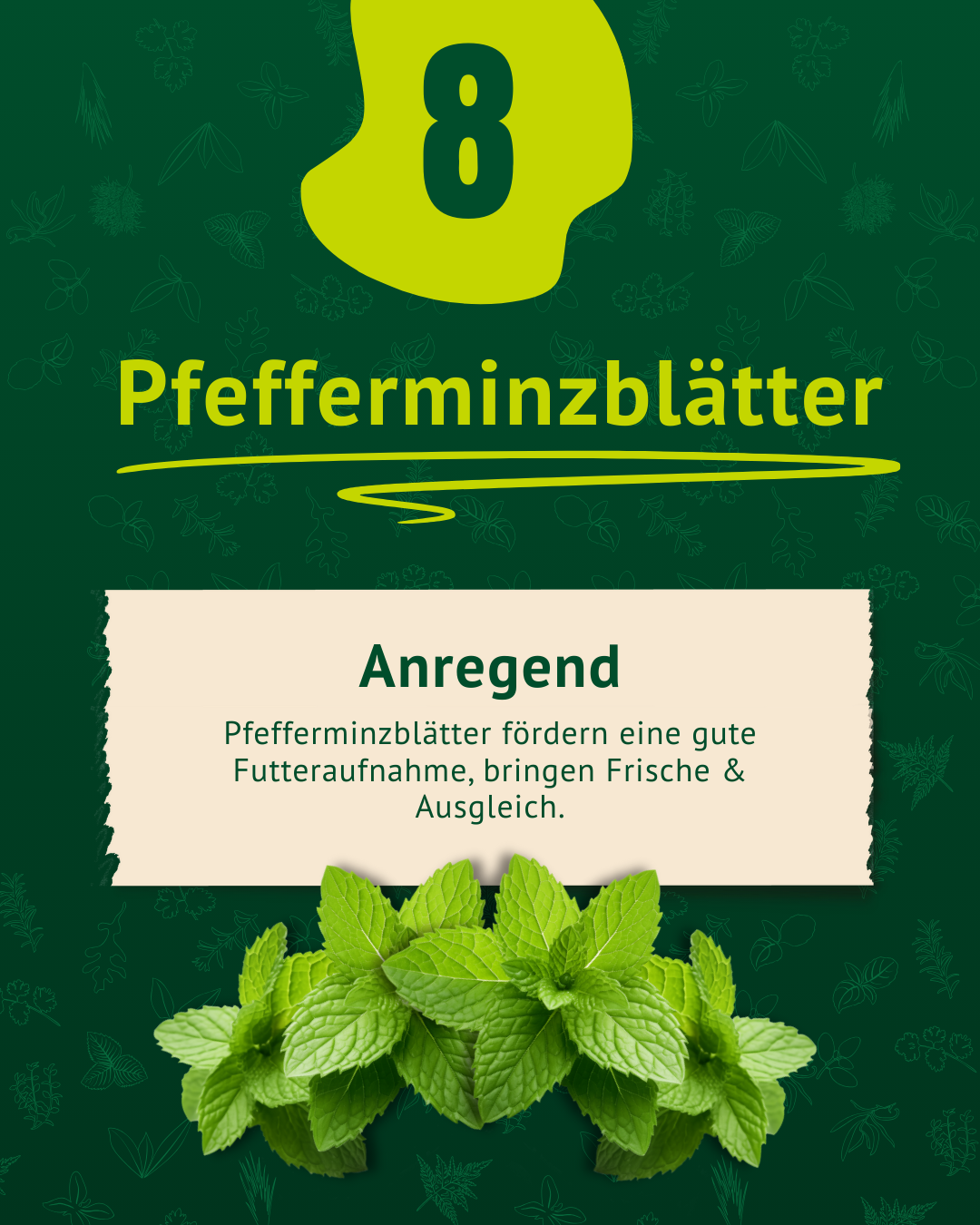 Beschreibung der Pferfferminzblätter inkl. Foto