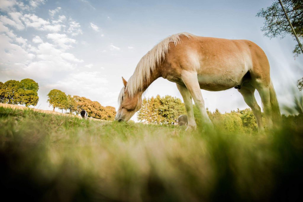 Pferd beim Grasen auf der Wiese Giftpflanzen für Pferde
