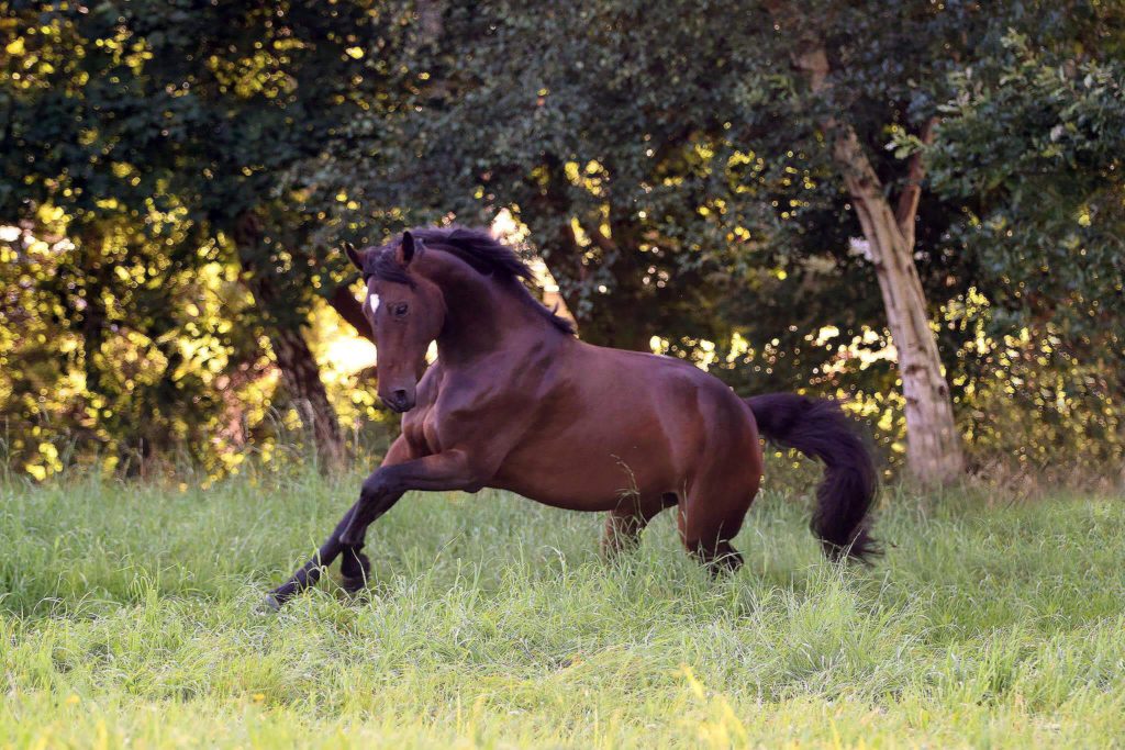 Springendes braunes Pferd auf der Wiese Eierschalenmembran - innovativer Nährstoffkomplex in den Gelenksprodukten