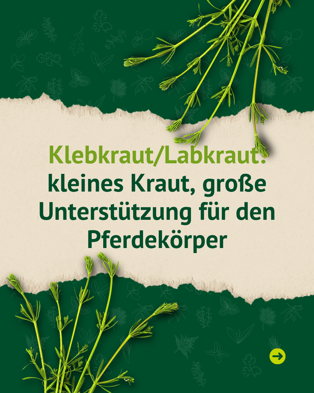 Klebkraut/Labkraut-Pflanze mit Überschrift „kleines Kraut, große Unterstützung für den Pferdekörper“ auf grünem Hintergrund.