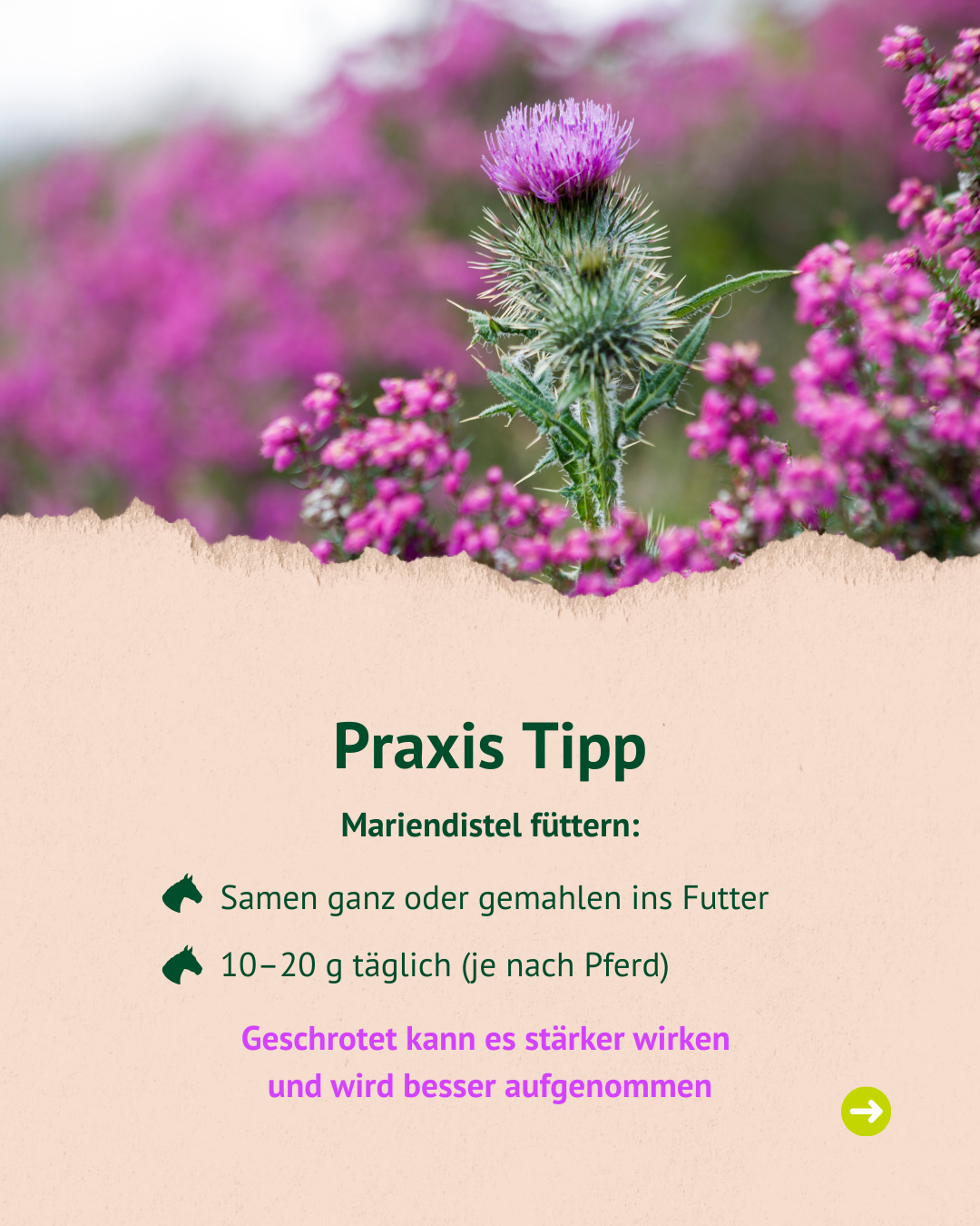 Text mit Bild und Foto Text mit Bild und Foto