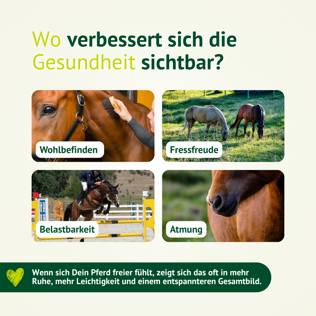 Positive Effekte auf Wohlbefinden, Fressfreude, Belastbarkeit und Atmung beim Pferd