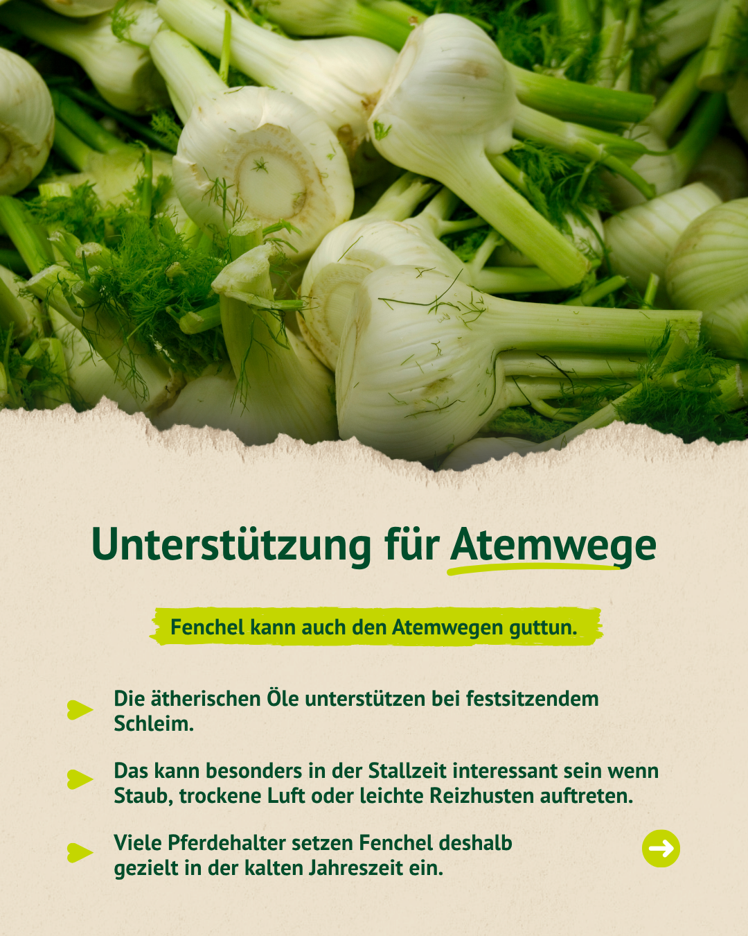 Fenchel stärkt die Atemwege von Pferden und hilft bei Schleim und Reizungen