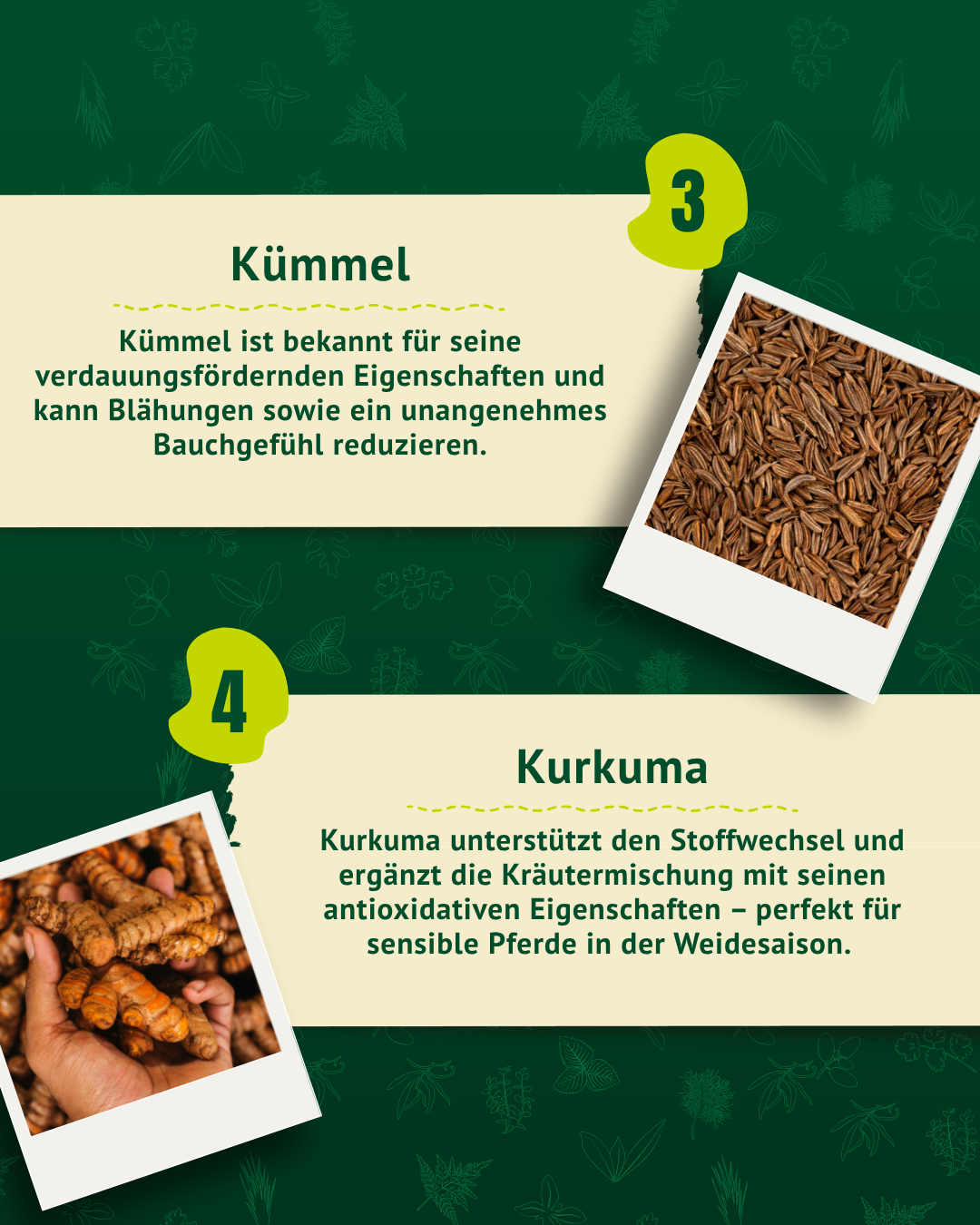 Winterkräuter können die Atemwege deines Pferdes unterstützen und das Wohlbefinden fördern