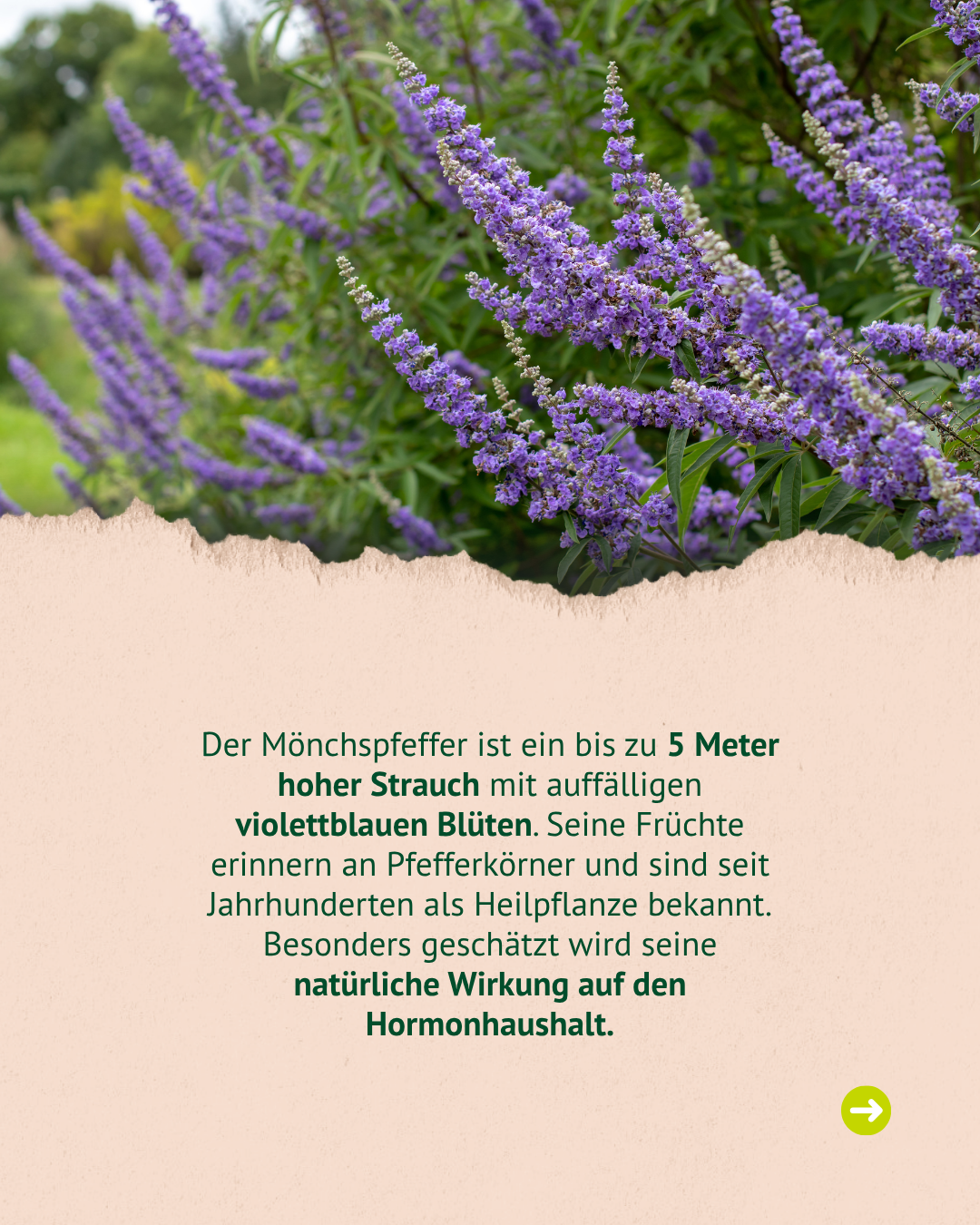 Hintergrundinformationen zum Mönchspfeffer: Bis zu 5 Meter hoher Strauch mit violettblauen Blüten. Seine Früchte erinnern an Pfefferkörner und sind als Heilpflanze bekannt. Wird besonders für seine Wirkung auf den Hormonhaushalt geschätzt. Hintergrundinformationen zum Mönchspfeffer: Bis zu 5 Meter hoher Strauch mit violettblauen Blüten. Seine Früchte erinnern an Pfefferkörner und sind als Heilpflanze bekannt. Wird besonders für seine Wirkung auf den Hormonhaushalt geschätzt.