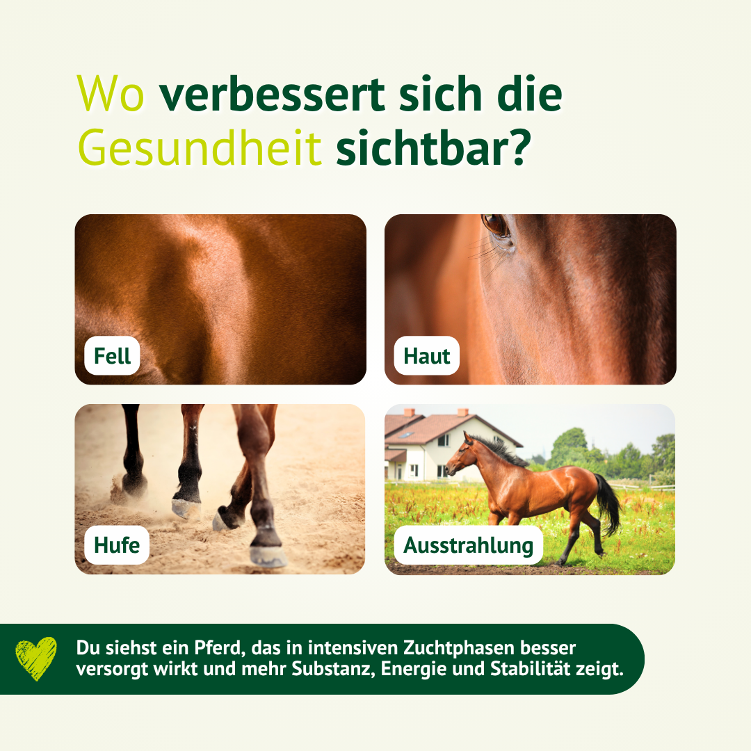 Vier Detailaufnahmen zeigen Fell, Haut, Hufe und Ausstrahlung eines Pferdes als sichtbare Bereiche der Gesundheitsunterstützung.