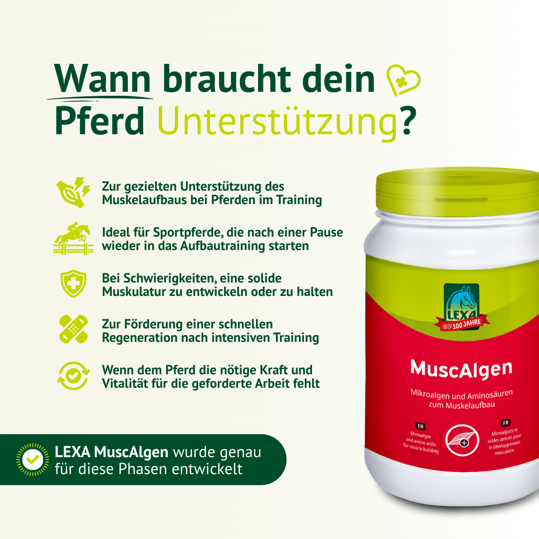 Infografik zu Einsatzphasen von LEXA MuscAlgen für Muskelaufbau, Training und Aufbauphasen beim Pferd