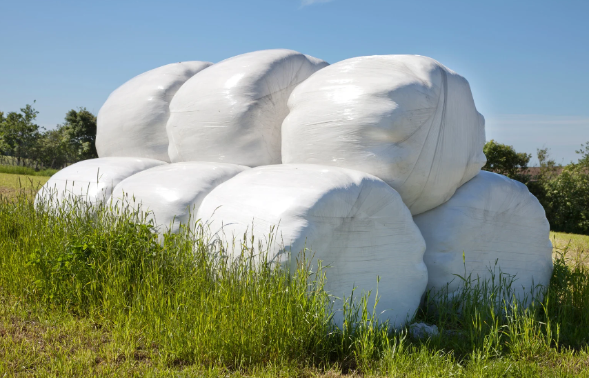 Silage bei Pferden