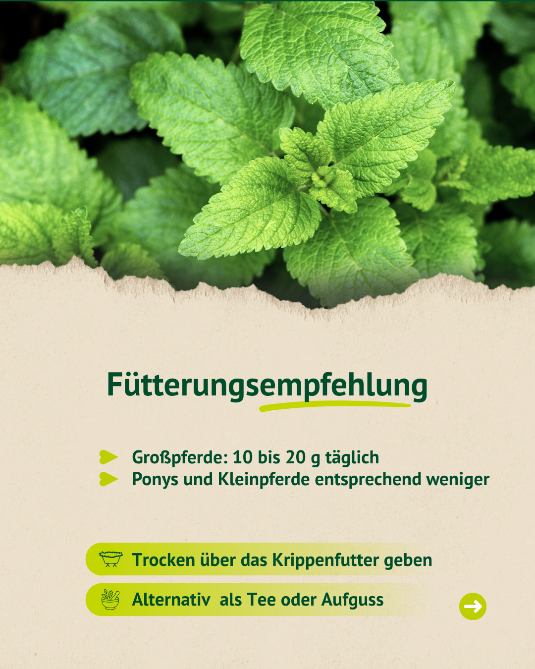 Grafik zur Fütterungsempfehlung von Melissenblättern für Pferde mit Dosierungshinweis für Großpferde sowie Ponys und Kleinpferde.