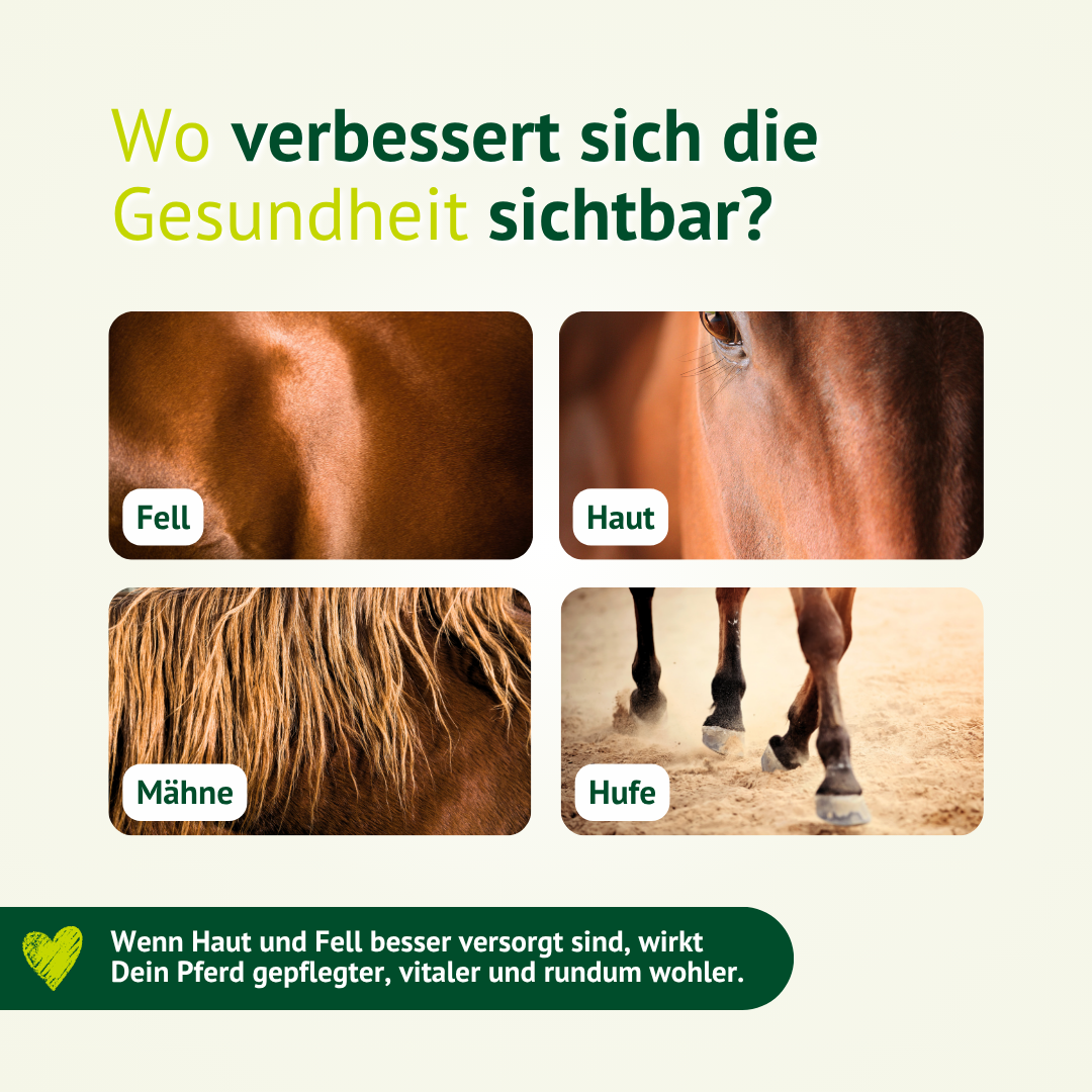 Sichtbare Unterstützung für Fell, Haut, Mähne und Hufe durch die LEXA Kräutermischung Haut & Fell