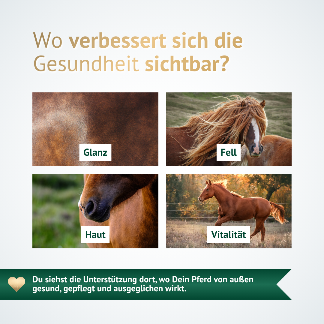 Allergo-Vital kann Glanz, Fell, Haut und Vitalität deines Pferdes sichtbar unterstützen.