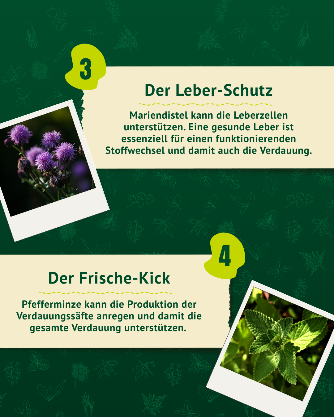 Informationen zur Mariendistel für den Leberschutz und Pfefferminze als Frische-Kick für die Verdauungssäfte.