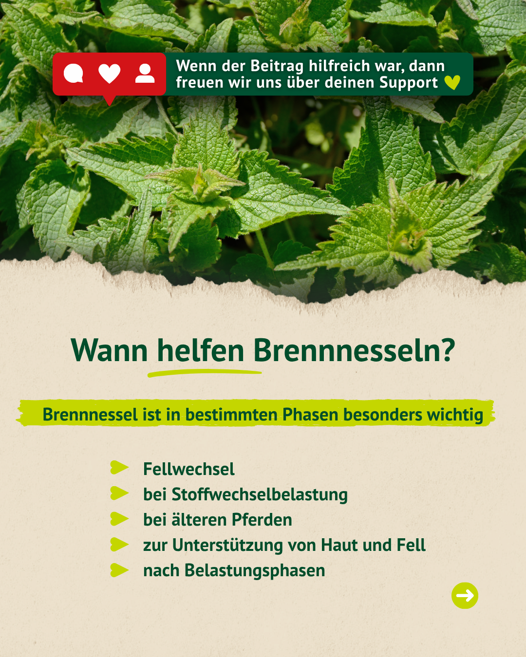 Brennnesseln auf der Wiese mit Erklärung zur Unterstützung von Haut, Fell und Stoffwechsel