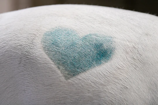 Ein Herz in blauer Farbe auf dem weißen Fell eines Tieres.