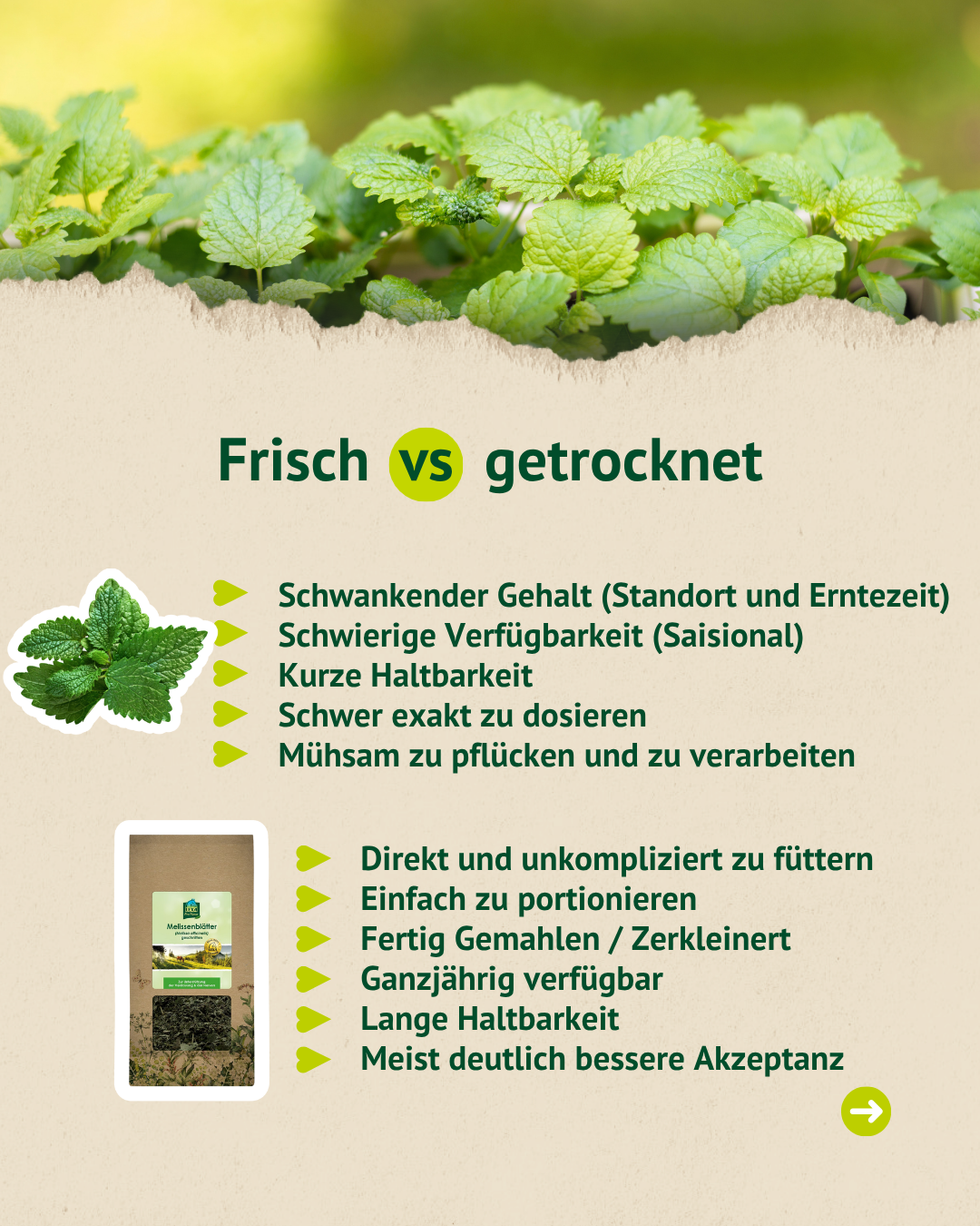 Vergleichsgrafik zwischen frischen und getrockneten Melissenblättern mit Vorteilen der getrockneten Variante für die Fütterung von Pferden.