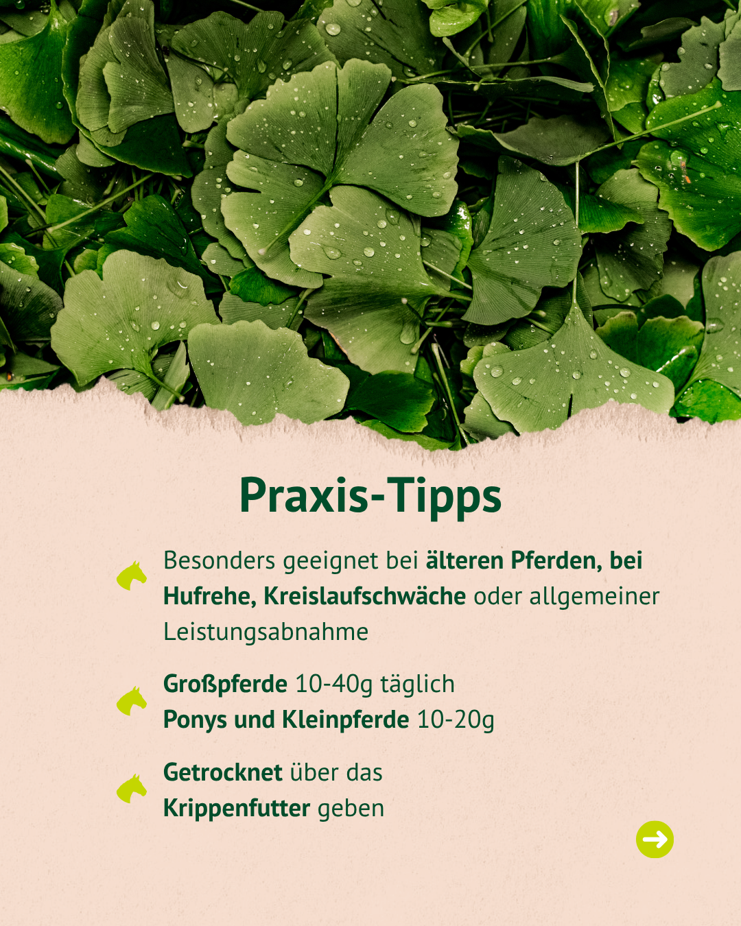 Praxis-Tipps: Besonders geeignet bei älteren Pferden, bei Hufrehe, Kreislaufschwäche oder allgemeiner Leistungsabnahme. Dosierung: Großpferde 10-40g täglich, Ponys und Kleinpferde 10-20g. Getrocknet über das Krippenfutter geben. Praxis-Tipps: Besonders geeignet bei älteren Pferden, bei Hufrehe, Kreislaufschwäche oder allgemeiner Leistungsabnahme. Dosierung: Großpferde 10-40g täglich, Ponys und Kleinpferde 10-20g. Getrocknet über das Krippenfutter geben.