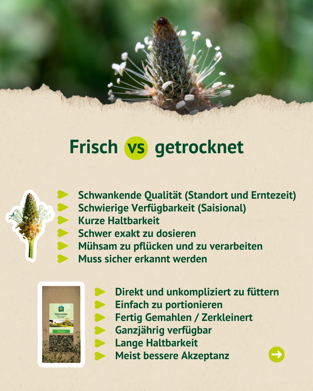 Vergleich zwischen frischem und getrocknetem Spitzwegerich mit Vorteilen und Nachteilen beider Varianten.