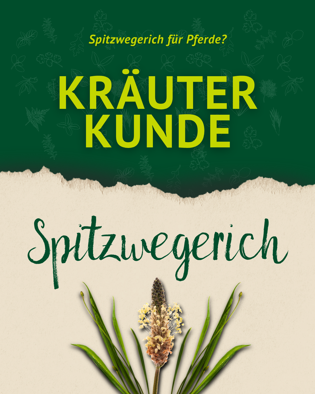 Titelgrafik der Kräuterkunde-Serie über Spitzwegerich für Pferde mit grüner und beiger Gestaltung sowie Illustration der Pflanze.