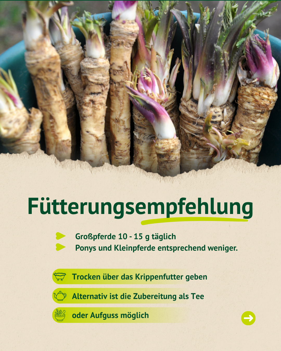 Meerrettichwurzel naturbelassen – kann das Immunsystem deines Pferdes stärken
