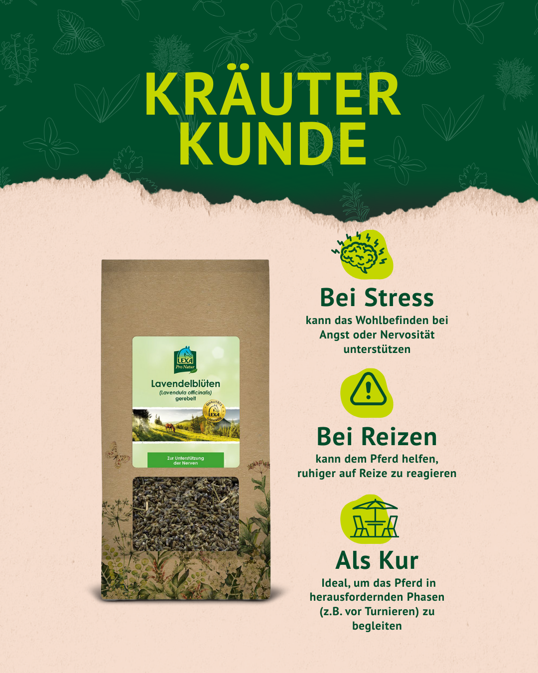 4. Lavendel Post der Kräuterkunde 4. Lavendel Post der Kräuterkunde