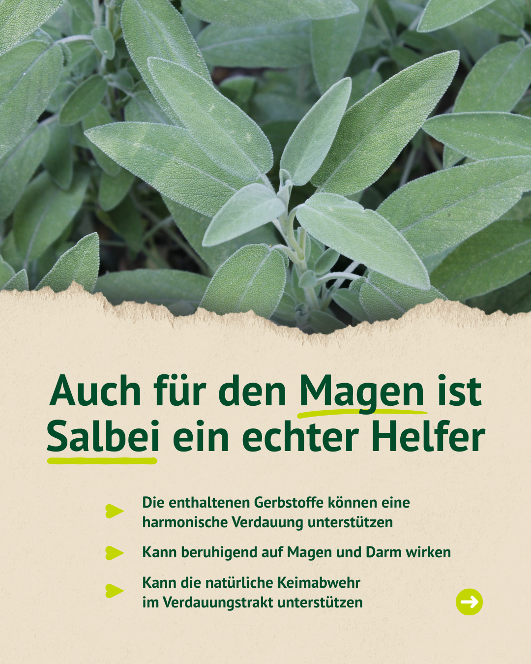 Informationstext zur Magen-Darm-Gesundheit: „Auch für den Magen ist Salbei ein echter Helfer“. Erklärt wird, dass Gerbstoffe die Verdauung unterstützen, beruhigend wirken und die natürliche Keimabwehr fördern können.