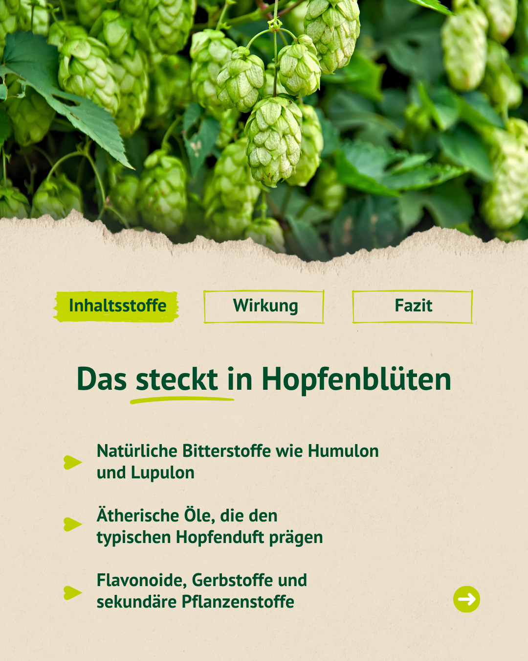 Infografik zu den Inhaltsstoffen von Hopfenblüten mit natürlichen Bitterstoffen, ätherischen Ölen und sekundären Pflanzenstoffen.