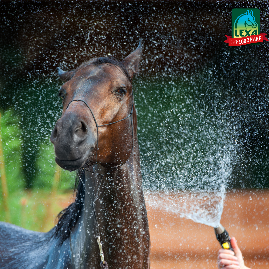 Überhitzung beim Pferd