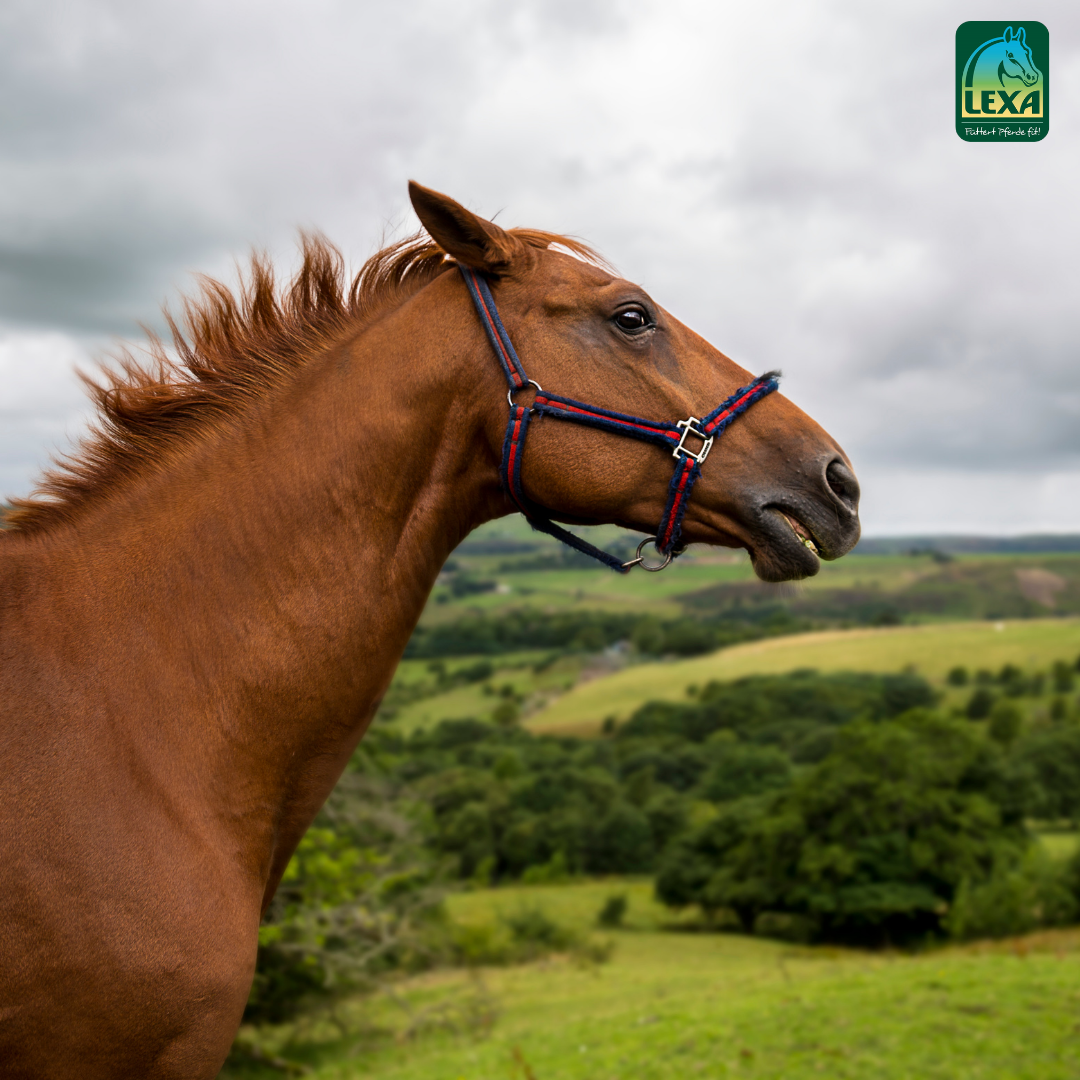 Braunes Pferd in der Natur Braunes Pferd mit Halfter steht in einer grünen Landschaft.