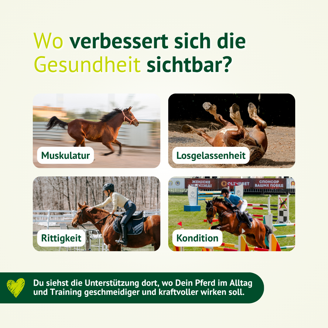 Positive Effekte von Amino Muskelaufbau bei Pferden – Unterstützung von Muskulatur, Kondition, Gelassenheit und Rittigkeit im Alltag und Training.